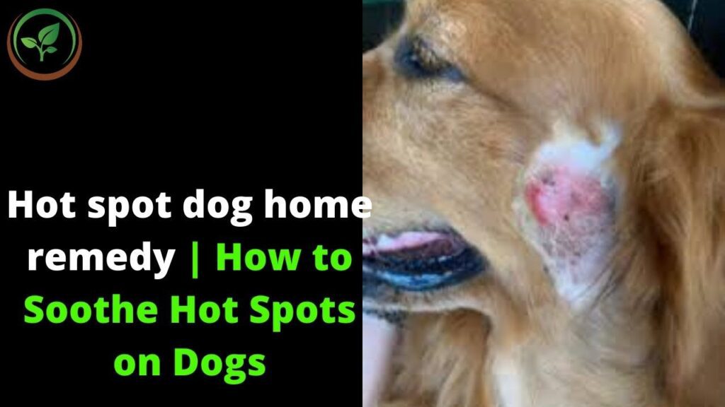 Hot Spot Dog Home Remedy || How To Soothe Hot Spots On Dogs || Natural Hot Spo
