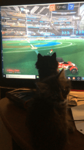 How 7 week old kittens play rocket league  Images