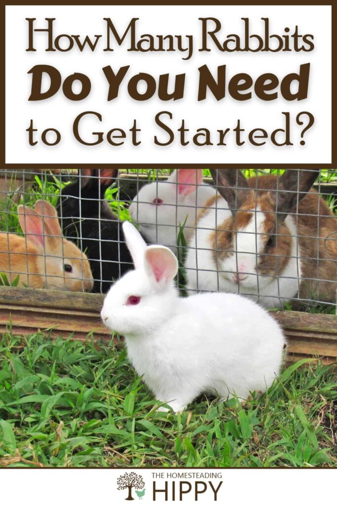 How Many Rabbits Do You Need To Get Started Images