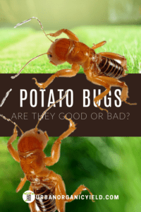 How To Get Rid Of Potato Bugs HD Wallpaper