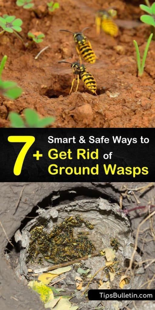 How To Get Rid Of Yellow Jacket Nests Safely