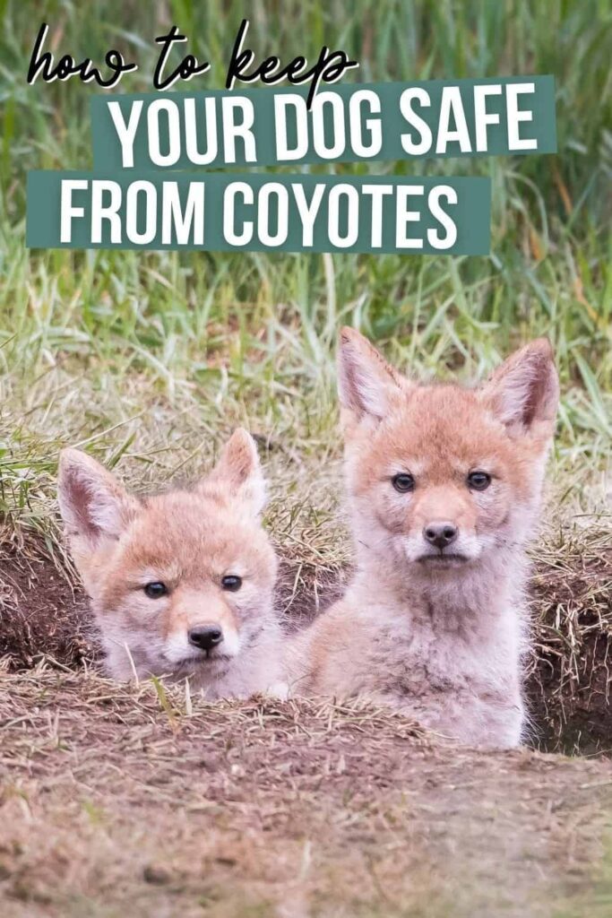 How To Keep Your Dog Safe From Coyotes Images