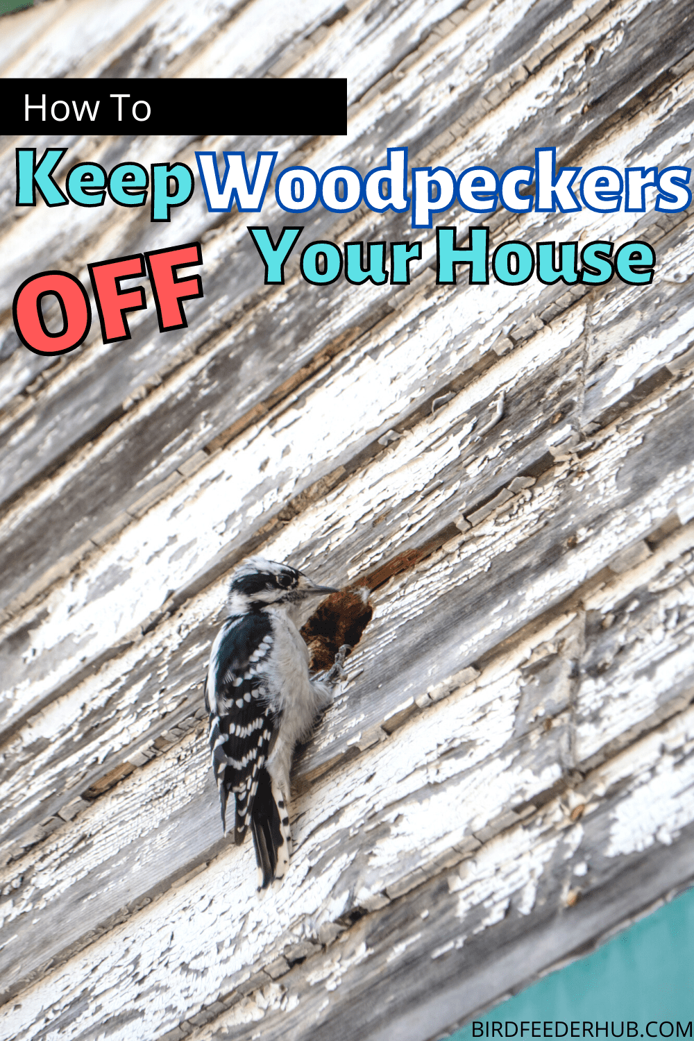 How To Prevent Woodpecker Damage HD Wallpaper