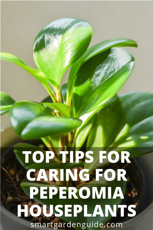 How To Take Care Of A Peperomia Plant (With ,)