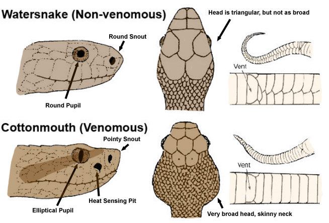 How To Tell if a Snake is Venomous / Poisonous