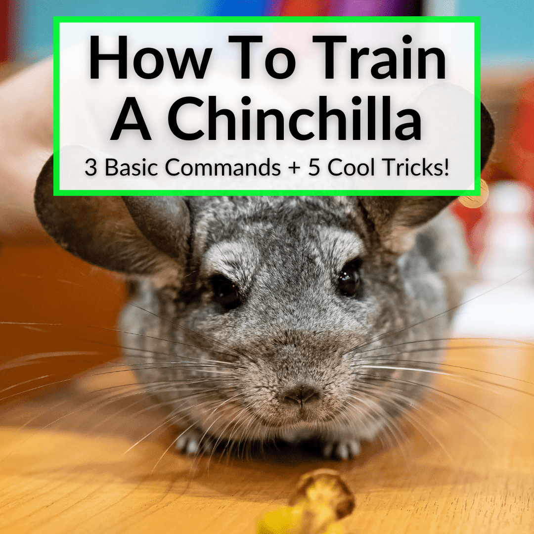 How To Train A Chinchilla (3 Basic Commands + 5 Cool Tricks!)