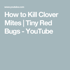 How to Get Rid Of Clover Mites | Tiny Red Bugs infestation | diy pest control HD Wallpaper