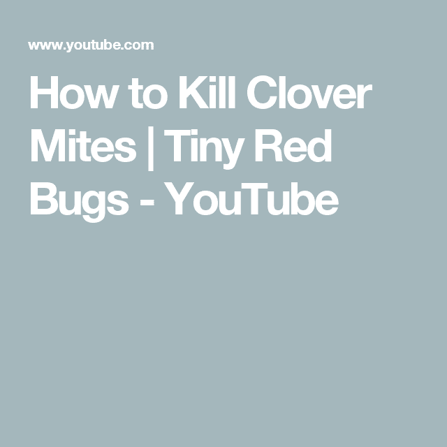 How to Get Rid Of Clover Mites | Tiny Red Bugs infestation | diy pest control