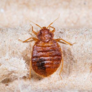 How to Get Rid of Bed Bugs: A DIY Guide HD Wallpaper