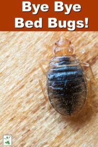 How to Get Rid of Bed Bugs HD Wallpaper
