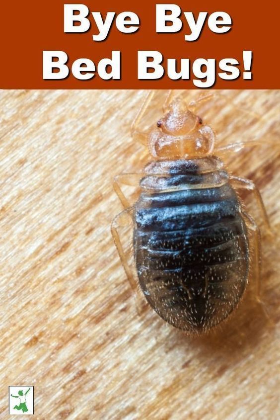 How To Get Rid Of Bed Bugs Images