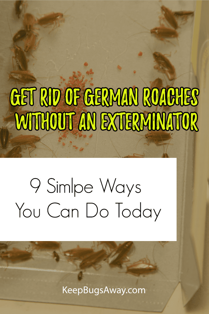 How to Get Rid of German Roaches Without an Exterminator