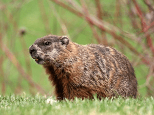How to Get Rid of Groundhogs: Woodchuck Facts, ,, Info HD Wallpaper