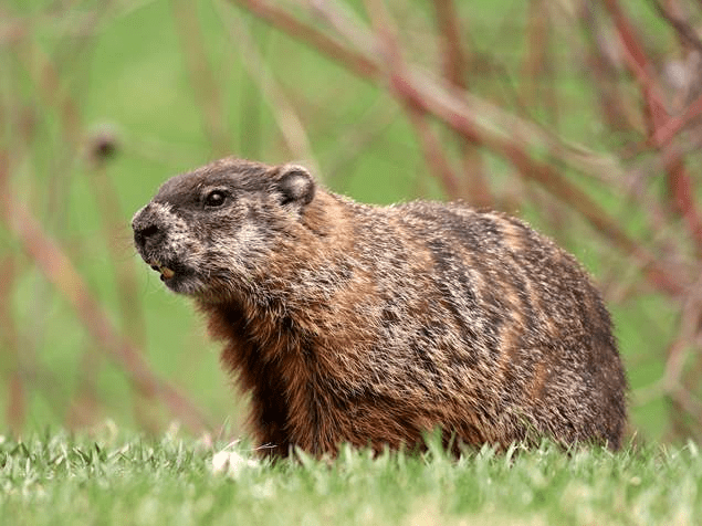 How to Get Rid of Groundhogs: Woodchuck Facts, Photos, Info