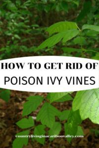 How to Get Rid of Poison Ivy Vines HD Wallpaper