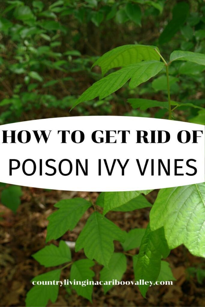 How To Get Rid Of Poison Ivy Vines