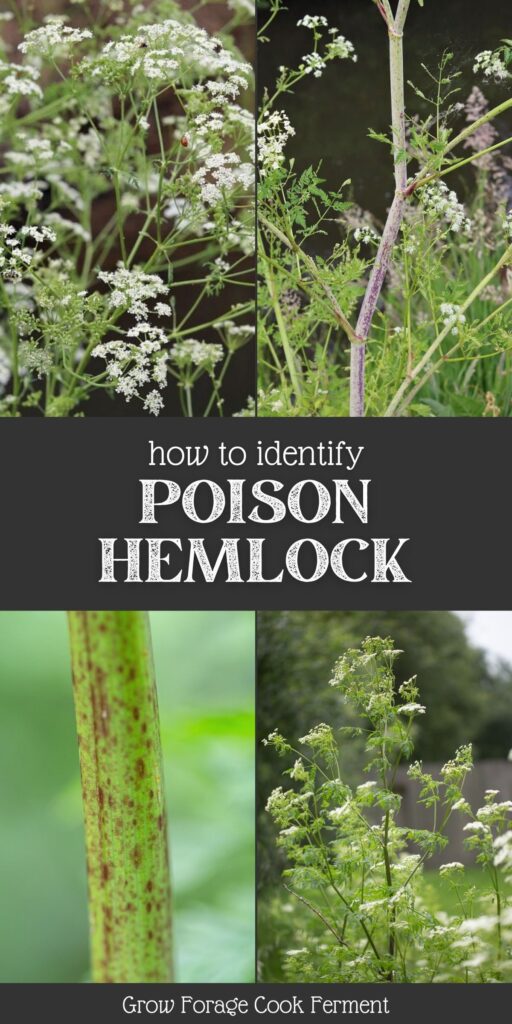 How To Identify Poison Hemlock: Foraging For Beginners
