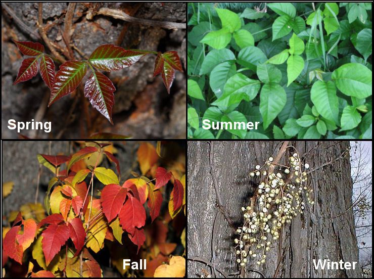 How To Identify Poison Ivy, Oak, And Sumac