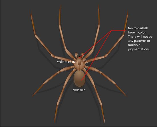How To Identify A Brown Recluse Body Size Features