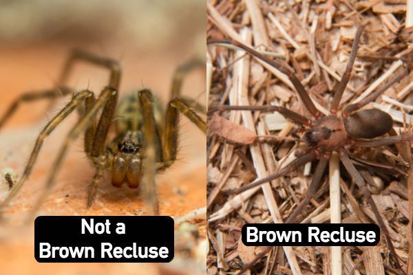 How to Identify a Brown Recluse Spider