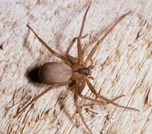 How To Identify And Misidentify A Brown Recluse Spider Images