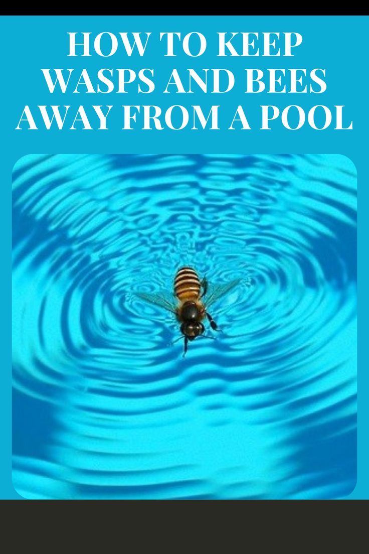 How to Keep Wasps and Bees Away From a Pool