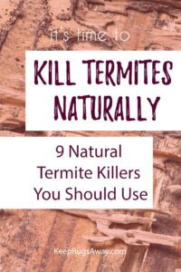 How to Kill Termites Naturally: Top 9 Natural Ways to Get Rid of Termites HD Wallpaper