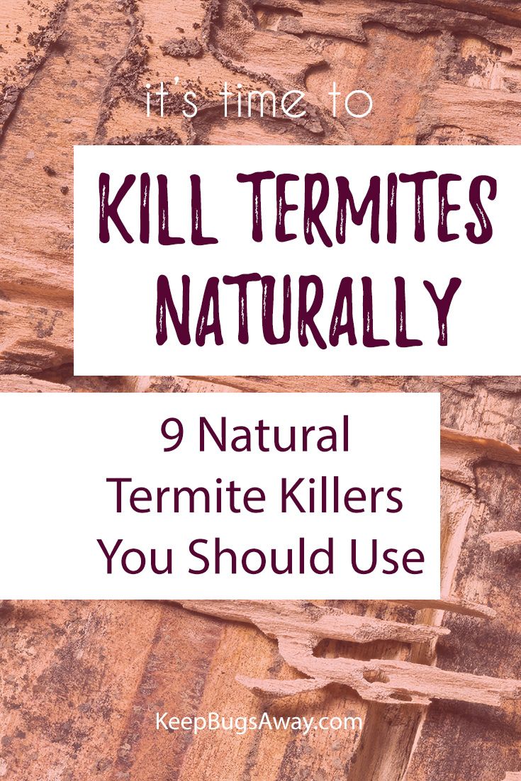 How to Kill Termites Naturally: Top 9 Natural Ways to Get Rid of Termites