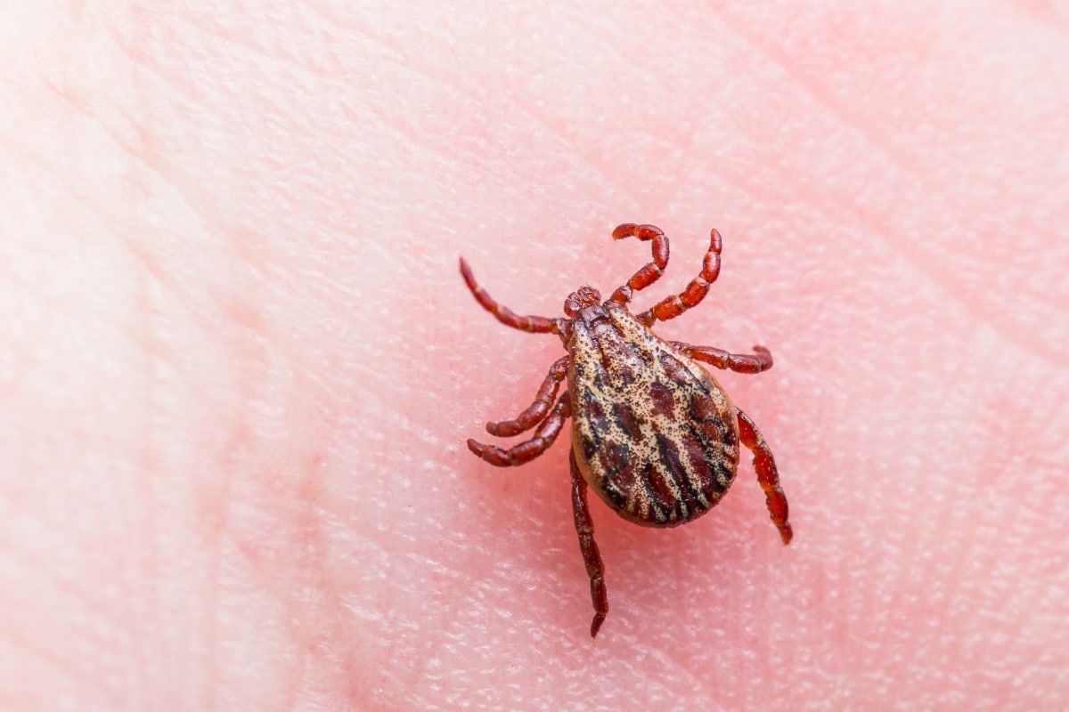 How to Kill Ticks and Make Sure They Stay Dead