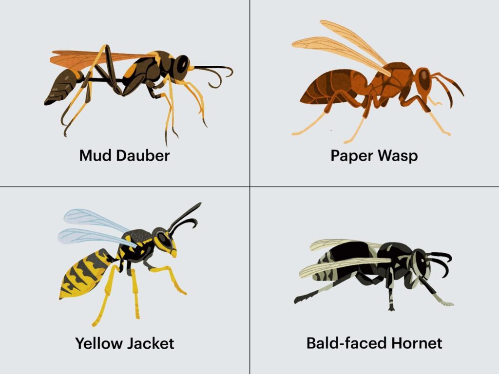 How To Prevent And Get Rid Of Wasps Including A