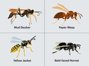 How to Prevent and Get Rid of Wasps, Including a Guide to the Most Popular Types HD Wallpaper
