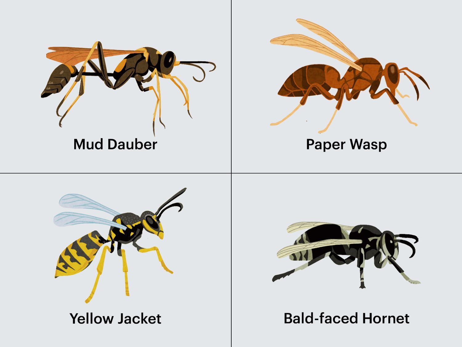 How to Prevent and Get Rid of Wasps, Including a