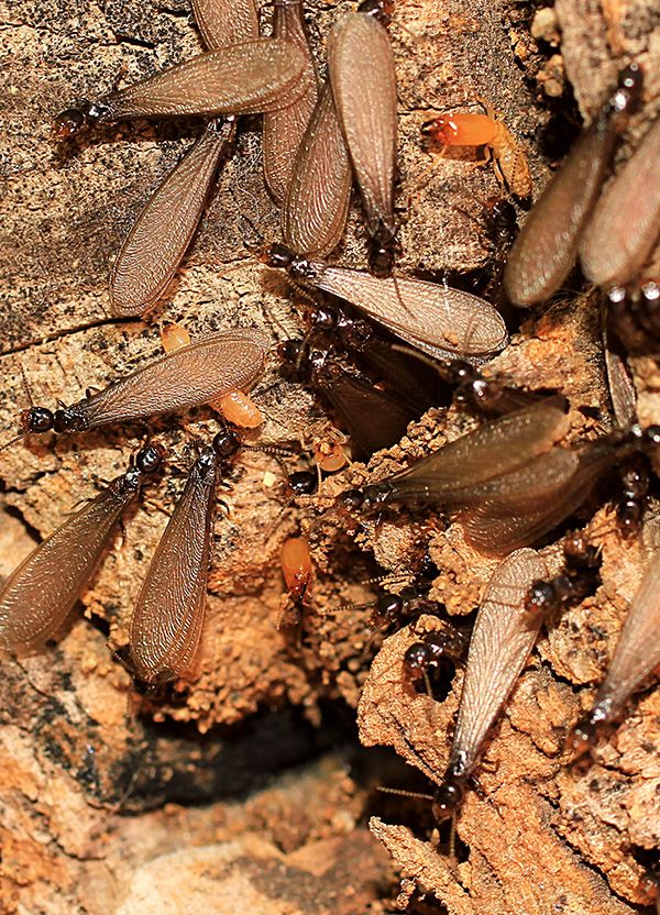 How to Protect Your House From Termites