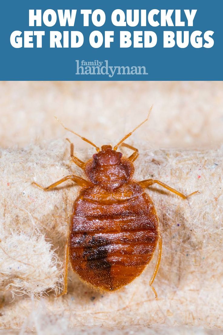 How to Quickly Get Rid of Bed Bugs