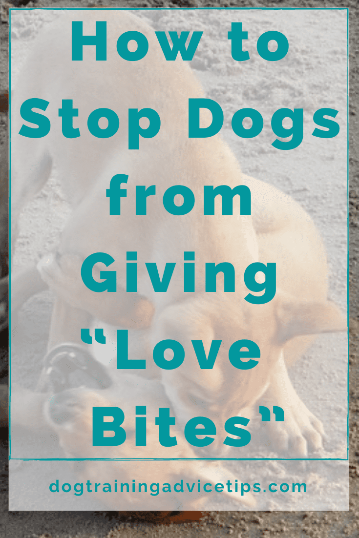 How To Stop Dogs From Giving Love Bites Images