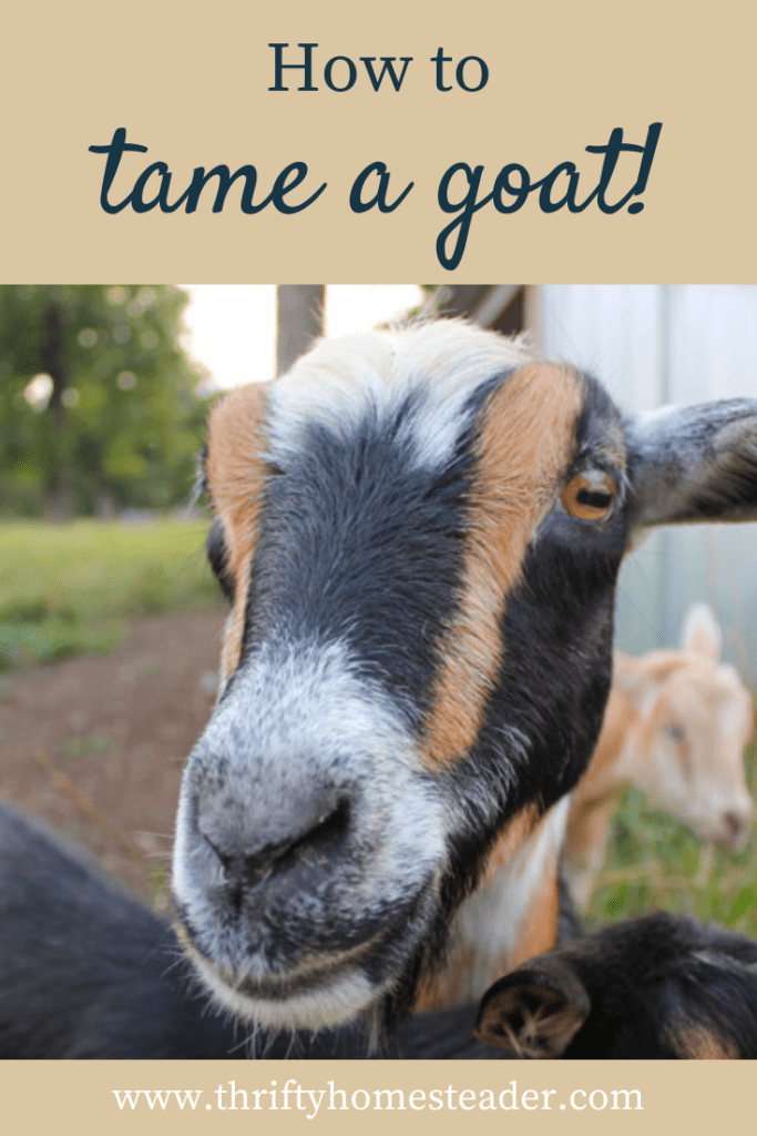 How To Tame A Goat Images