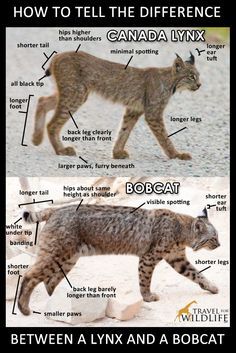 How To Tell The Difference Between A Bobcat And A Canada Lynx - Travel For Wildl