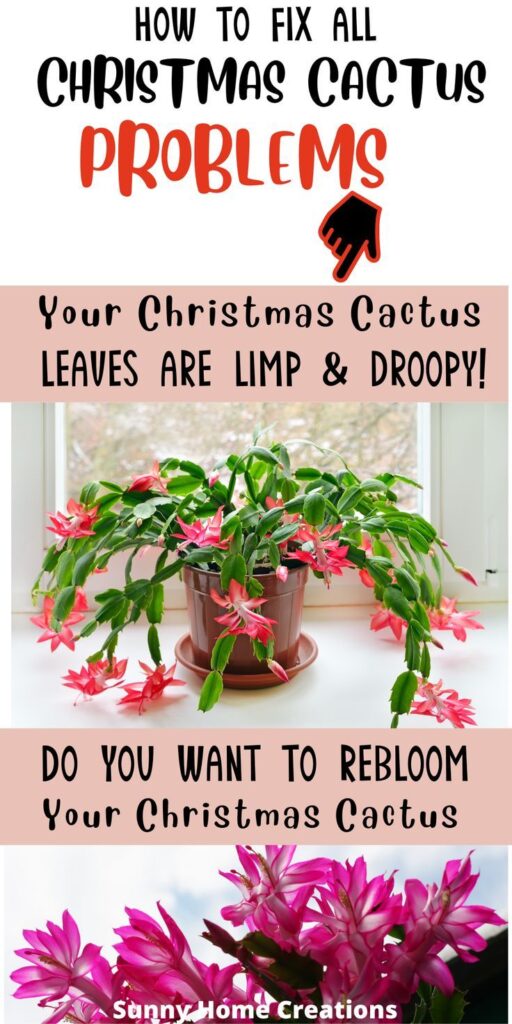 How To Rebloom And Flowering Your Christmas Cactus Plant Images
