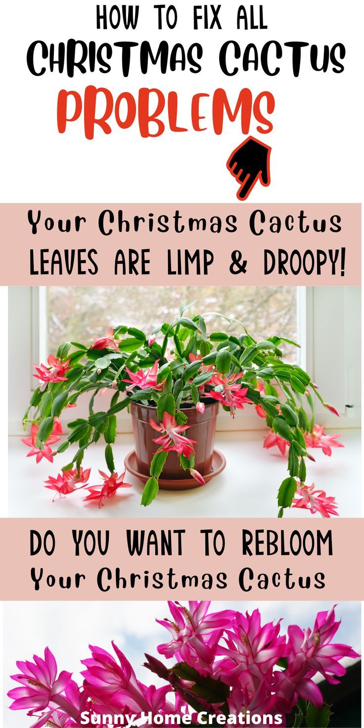 How to rebloom and flowering your Christmas cactus plant HD Wallpaper