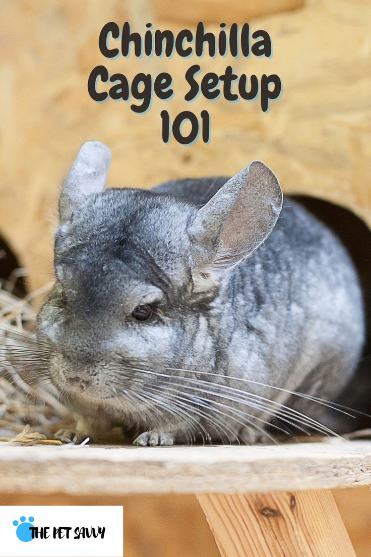 How To Set Up Your Chinchilla Cage Images