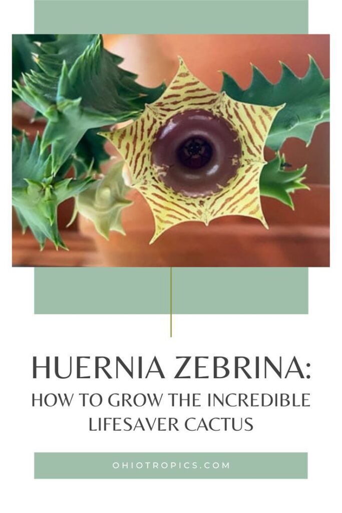 Huernia Zebrina How To Grow The Incredible Lifesaver Cactus Images
