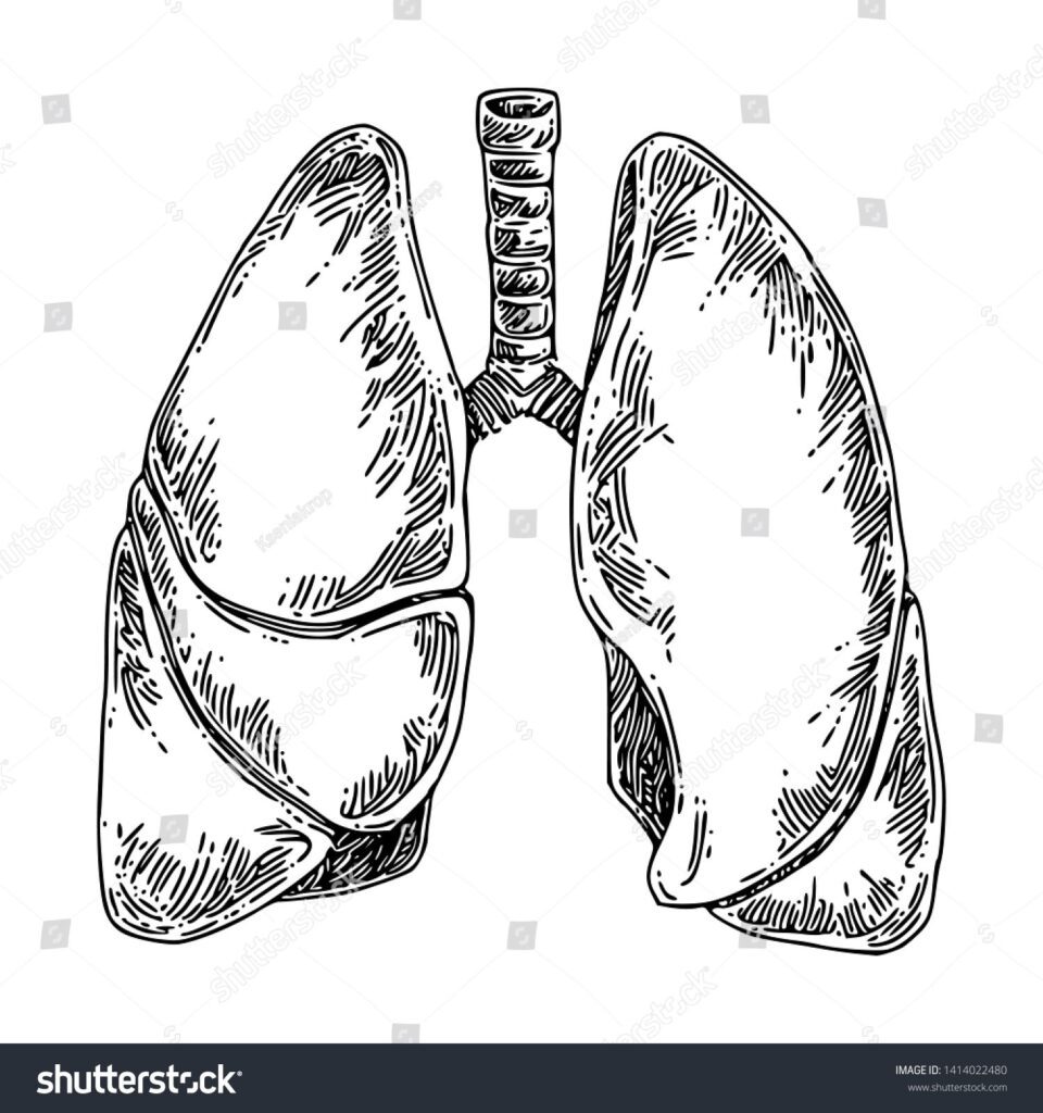 Human Anatomy Lungs Sketch Engraving Style Stock Vector Royalty Free
