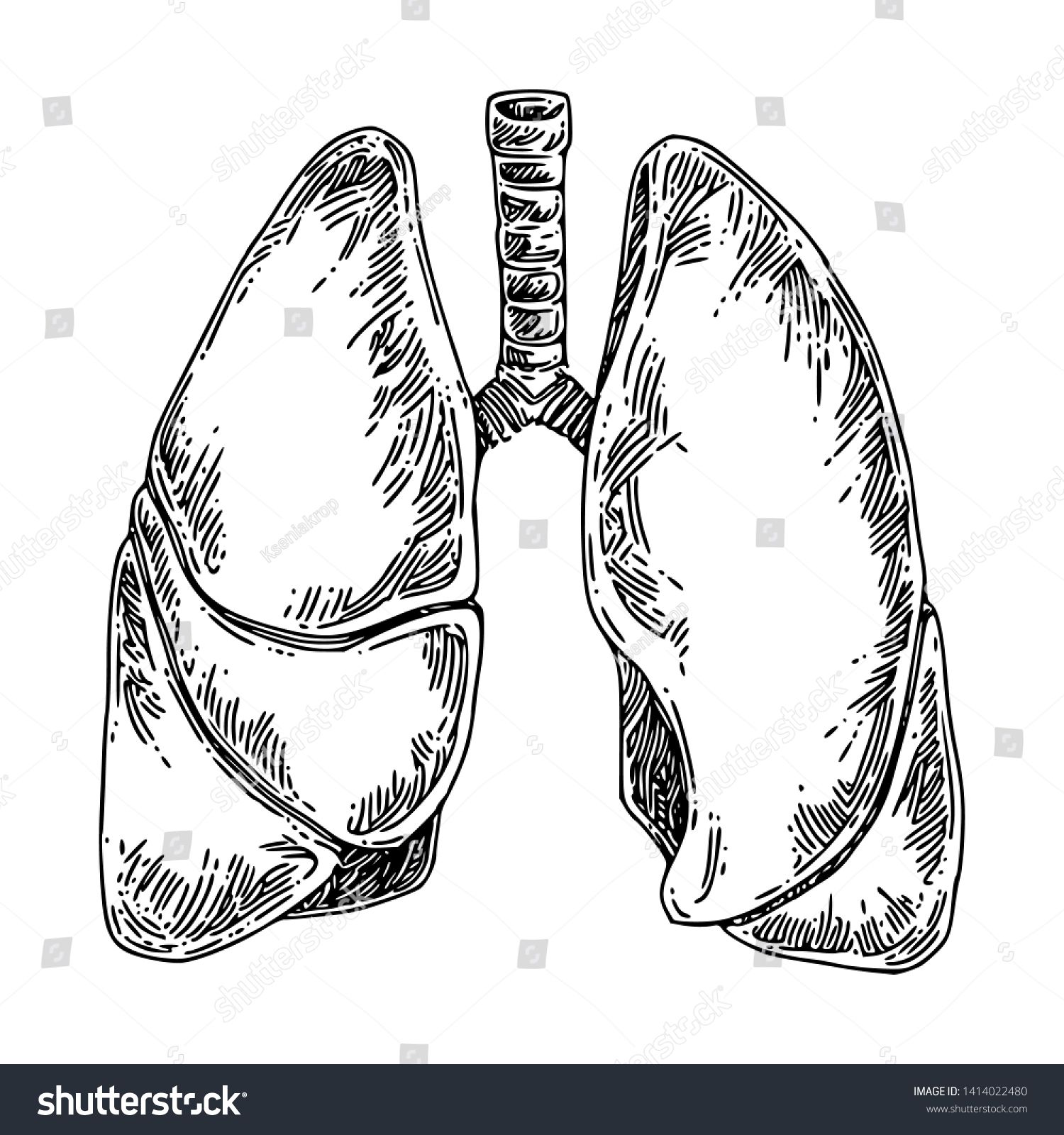 Human Anatomy Lungs Sketch Engraving Style Stock Vector (Royalty Free)