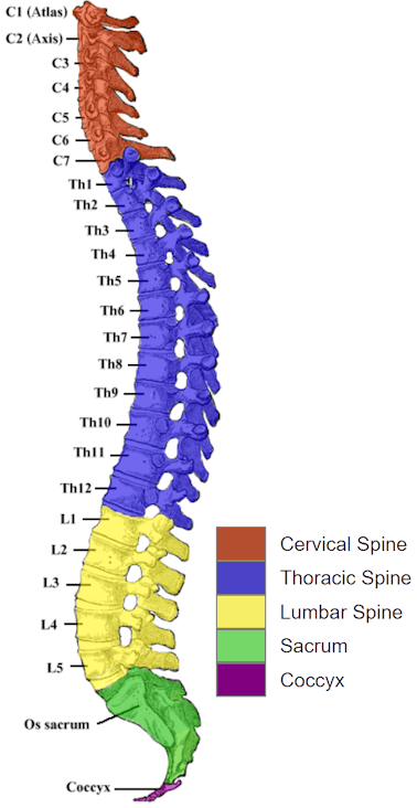 Human Spine and Spinal Cord C1 to S5 Vertebra