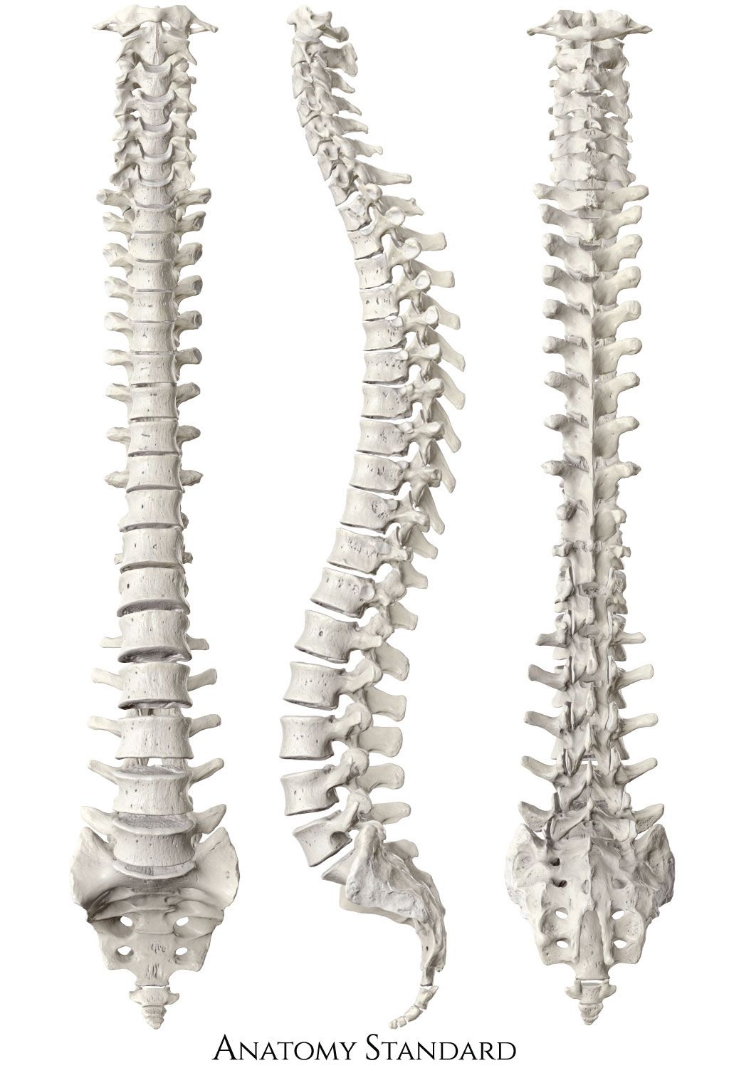 Human spine with anatomically precise kyphoses and lordoses