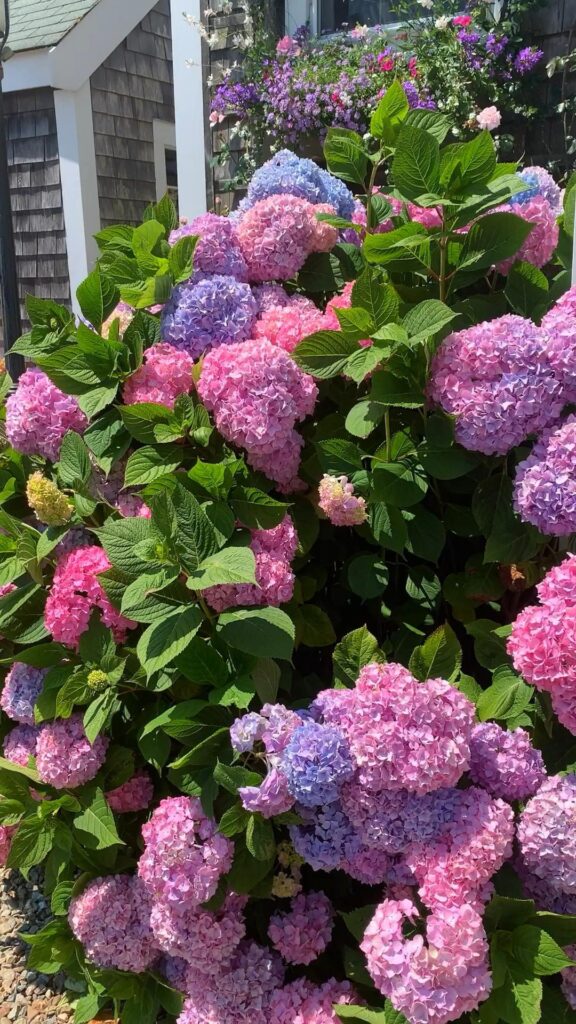 Hydrangeas On Nantucket The Seasons Best Blooms Shorelines