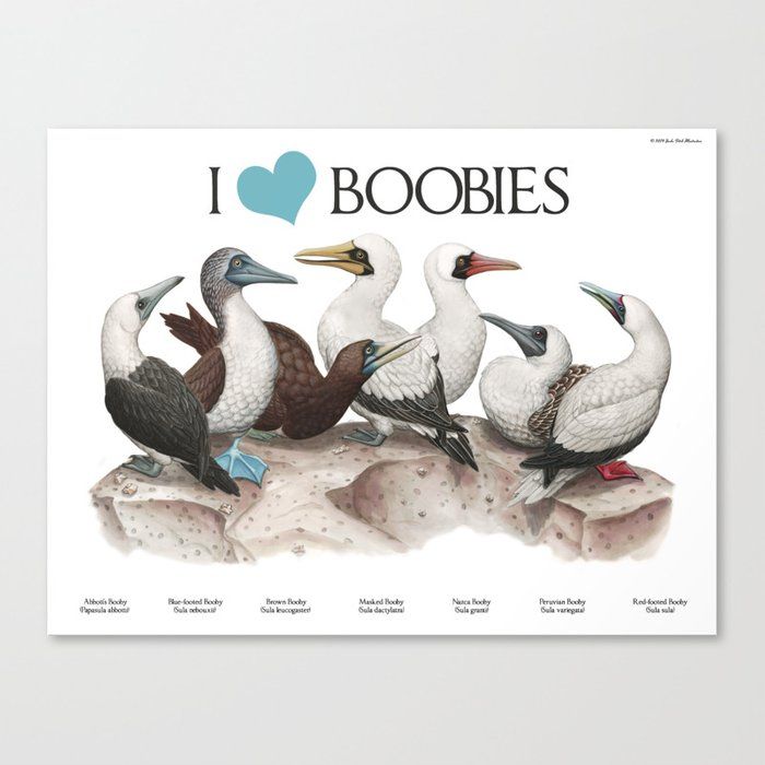 I Heart Boobies Canvas Print By Jada Fitch - Medium