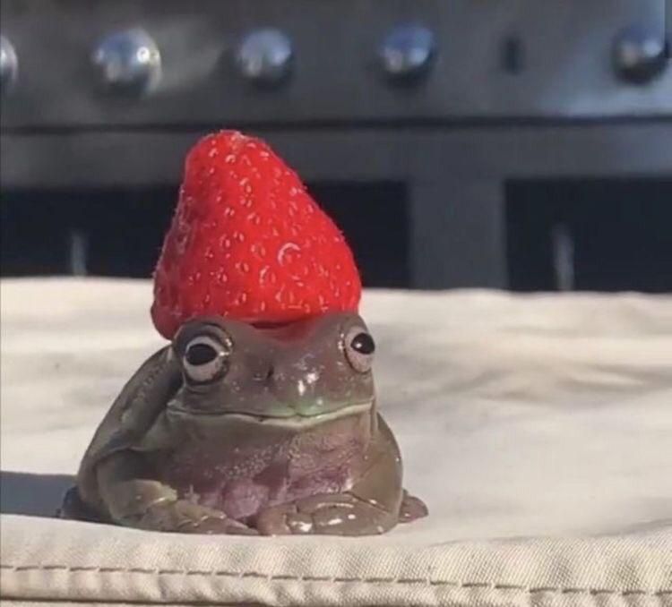 I have a ton of frog pics and forgot this subreddit existed
