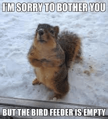 I Am Sorry To Bother You But The Bird Feeder Is Empty Funny Animal Meme Images