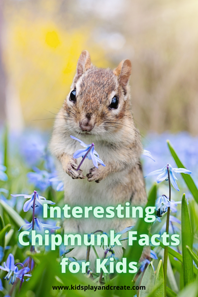 Interesting Chipmunk Facts Coloring Pages For Kids Images